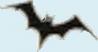 Chauve souris 1